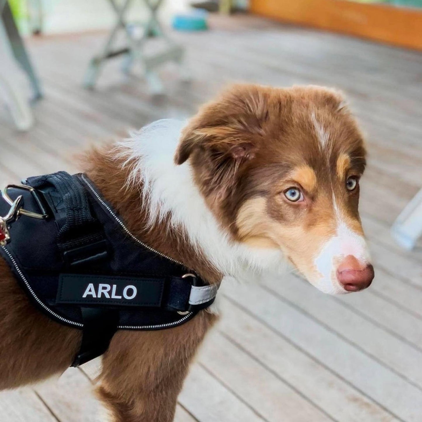 Petano PetGuard - Gepersonaliseerd Hondentuigje