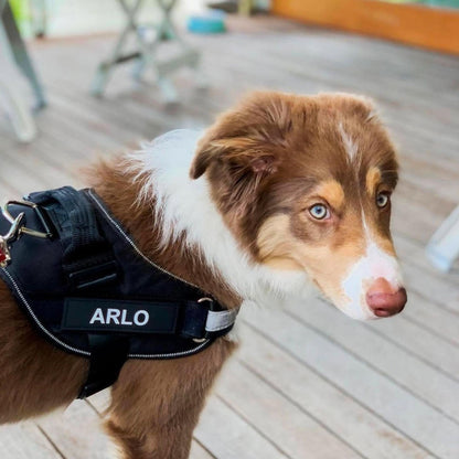 Petano PetGuard - Gepersonaliseerd Hondentuigje